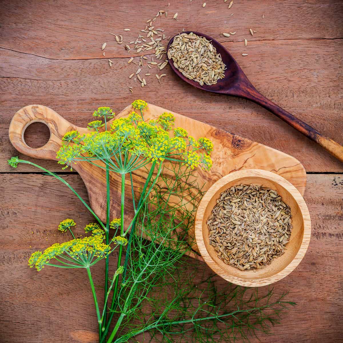 Close up blossoming branch of fennel and dried fennel seeds on rustic wooden background.