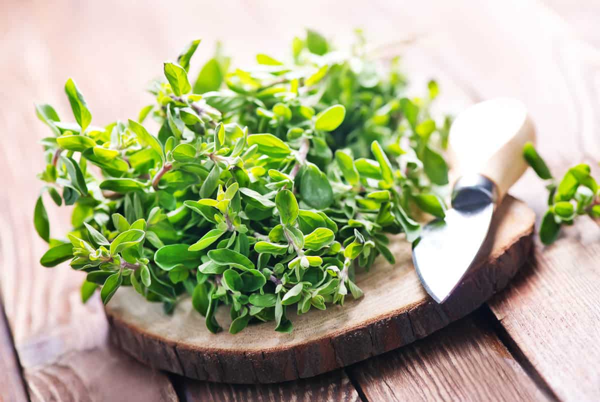 fresh marjoram on a wooden rustic table.