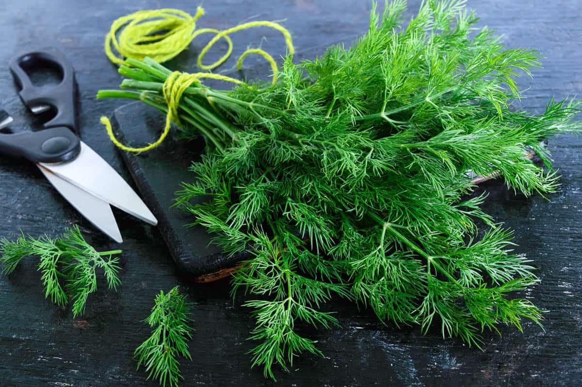 A bunch of fresh organic dill.